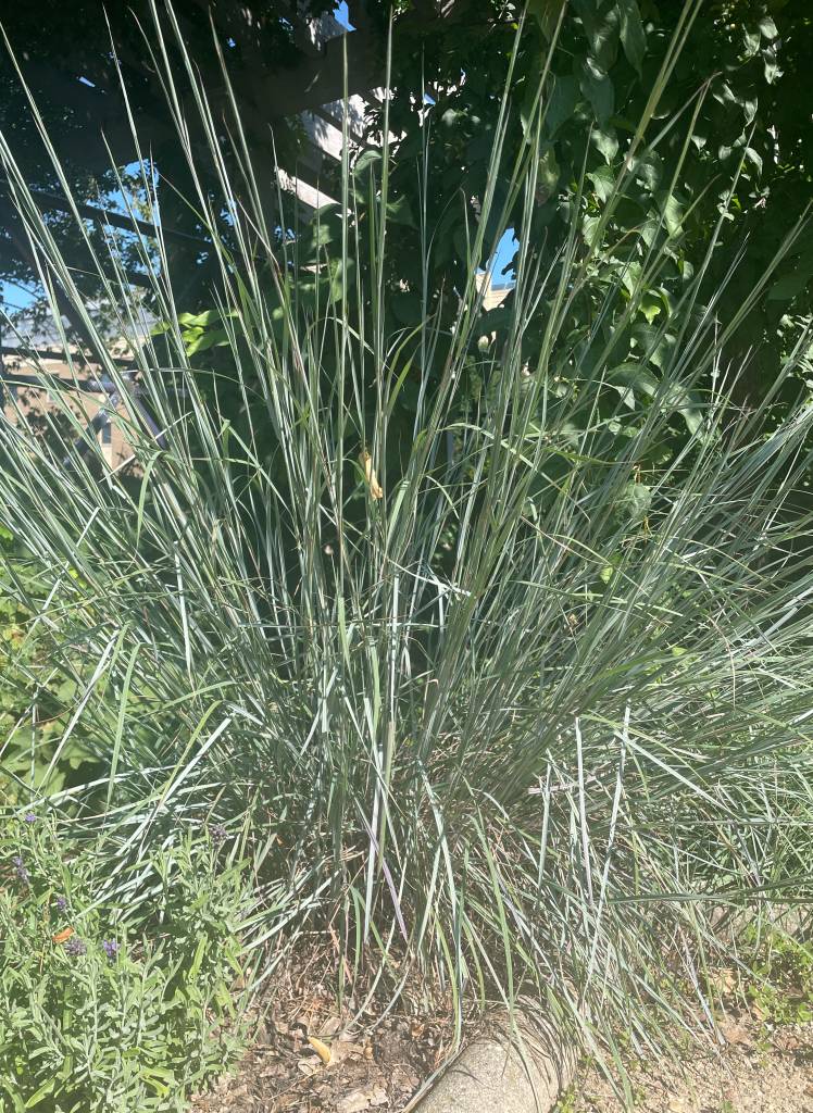 Plant name: Little Bluestem Schizachyrium scoparium 